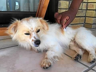Hond langs N2 opgetel